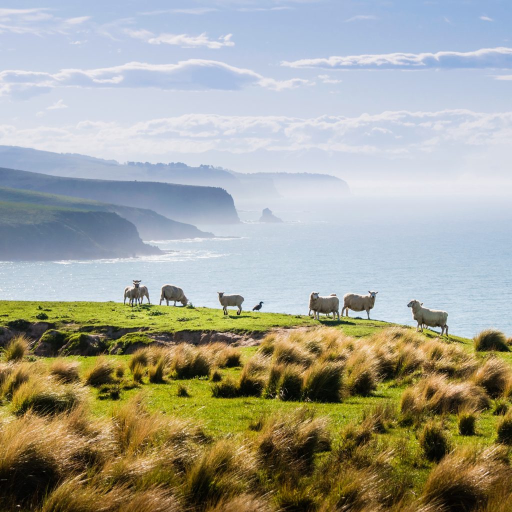 great pacific tours new zealand