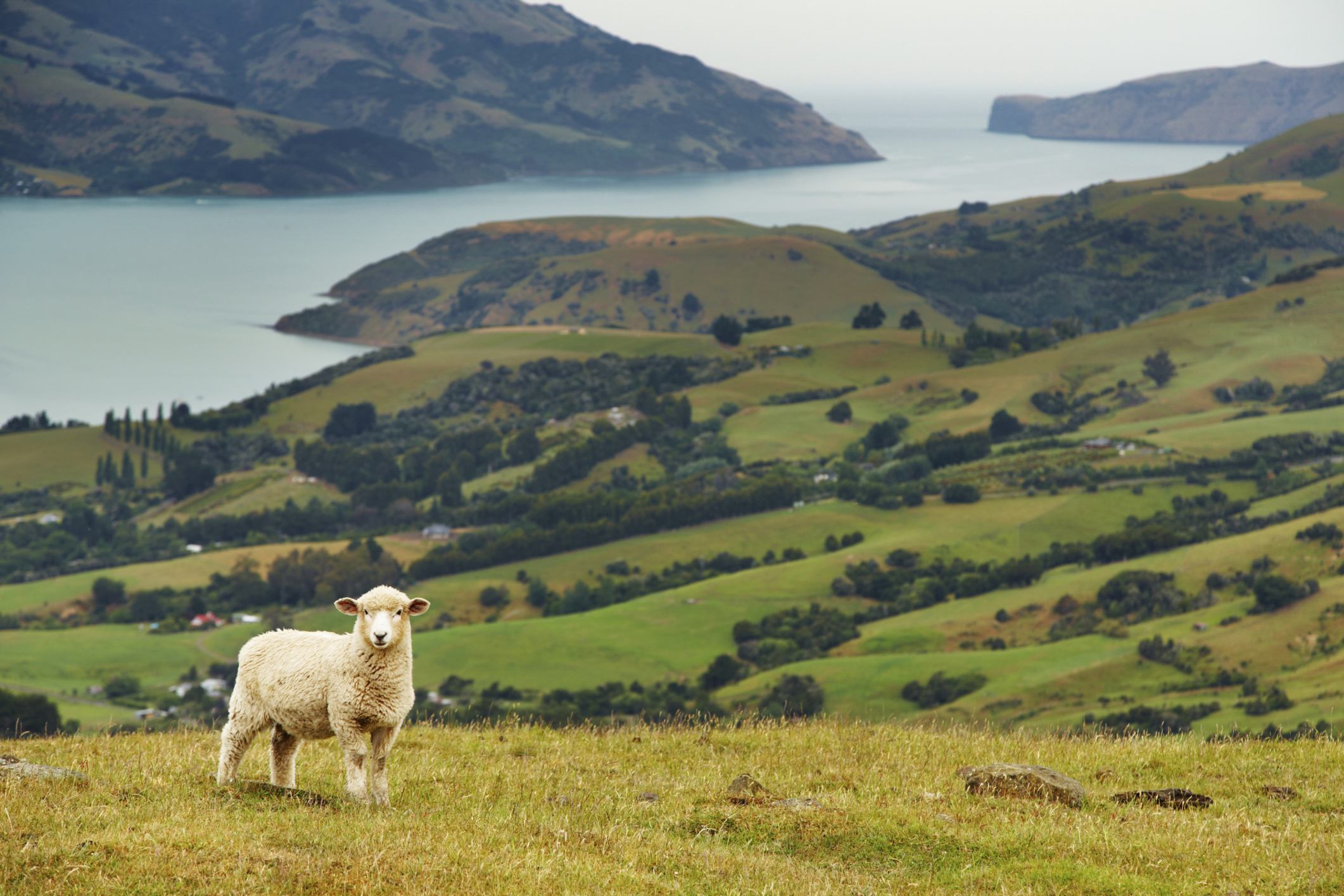 New Zealand landscape