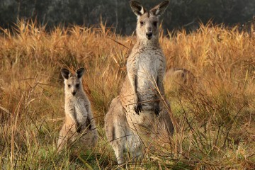 new zealand tour from melbourne